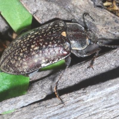 Pachycoelia sp. (genus) (A darkling beetle) at Wombeyan Caves, NSW - 14 Nov 2020 by Harrisi