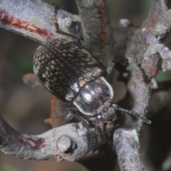 Pachycoelia sp. (genus) at Wombeyan Caves, NSW - 14 Nov 2020 12:14 PM