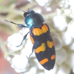 Castiarina livida (Jewel Beetle) at Tarlo, NSW - 14 Nov 2020 by Harrisi