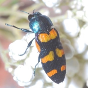 Castiarina livida at Tarlo, NSW - 14 Nov 2020