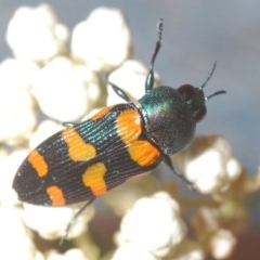 Castiarina livida at Tarlo, NSW - 14 Nov 2020