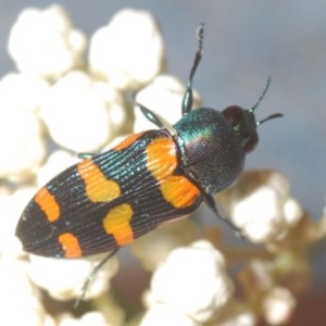 Castiarina livida at Tarlo, NSW - 14 Nov 2020