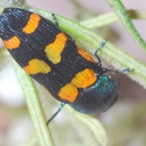 Castiarina livida at Tarlo, NSW - 14 Nov 2020