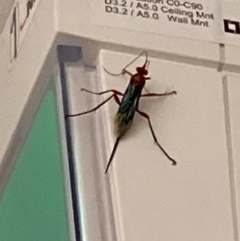 Lissopimpla excelsa (Orchid dupe wasp, Dusky-winged Ichneumonid) at Pialligo, ACT - 15 Nov 2020 by FeralGhostbat