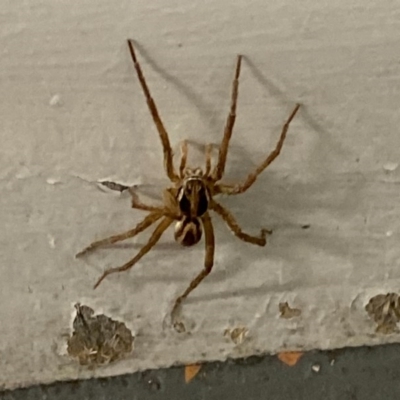 Unidentified Wolf spider (Lycosidae) at Pialligo, ACT - 15 Nov 2020 by FeralGhostbat