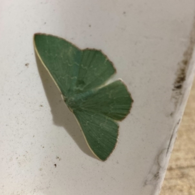 Prasinocyma semicrocea (Common Gum Emerald moth) at Majura, ACT - 15 Nov 2020 by Ghostbat