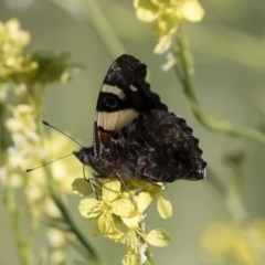 Vanessa itea (Yellow Admiral) at Michelago, NSW - 2 Nov 2020 by Illilanga