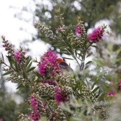 Myzomela sanguinolenta (Scarlet Honeyeater) at Michelago, NSW - 4 Nov 2020 by Illilanga