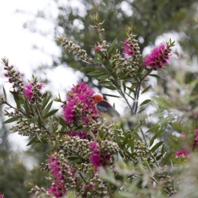 Myzomela sanguinolenta (Scarlet Honeyeater) at Michelago, NSW - 4 Nov 2020 by Illilanga