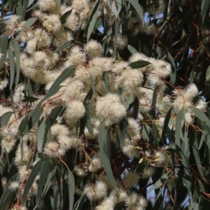 Eucalyptus camaldulensis subsp. camaldulensis at West Wodonga, VIC - 8 Nov 2020 02:15 PM