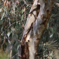 Eucalyptus camaldulensis subsp. camaldulensis at West Wodonga, VIC - 8 Nov 2020