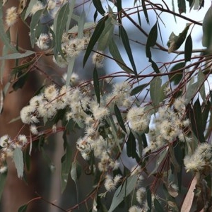 Eucalyptus camaldulensis subsp. camaldulensis at West Wodonga, VIC - 8 Nov 2020 02:15 PM