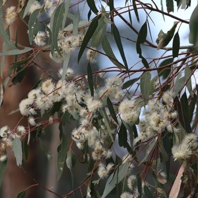 Eucalyptus camaldulensis subsp. camaldulensis (River Red Gum) at Wodonga - 8 Nov 2020 by Kyliegw