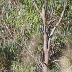 Eucalyptus camaldulensis subsp. camaldulensis at West Wodonga, VIC - 8 Nov 2020