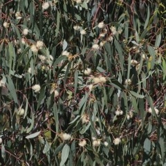 Eucalyptus camaldulensis subsp. camaldulensis at West Wodonga, VIC - 8 Nov 2020