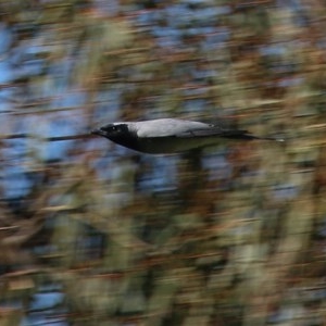 Coracina novaehollandiae at Wodonga - 7 Nov 2020