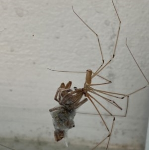 Pholcus phalangioides at Majura, ACT - 15 Nov 2020