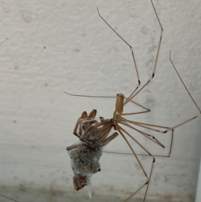 Pholcus phalangioides (Daddy-long-legs spider) at Majura, ACT - 15 Nov 2020 by Ghostbat