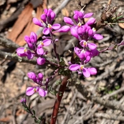 Comesperma ericinum (Heath Milkwort) at QPRC LGA - 14 Nov 2020 by yellowboxwoodland