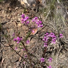 Comesperma ericinum at Bungendore, NSW - 14 Nov 2020