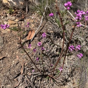 Comesperma ericinum at Bungendore, NSW - 14 Nov 2020