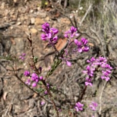 Comesperma ericinum at Bungendore, NSW - 14 Nov 2020 04:36 PM