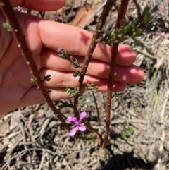 Comesperma ericinum at Bungendore, NSW - 14 Nov 2020