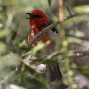 Myzomela sanguinolenta at Michelago, NSW - suppressed