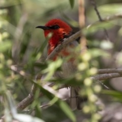 Myzomela sanguinolenta at Michelago, NSW - suppressed