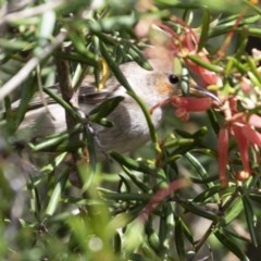 Myzomela sanguinolenta at Michelago, NSW - suppressed