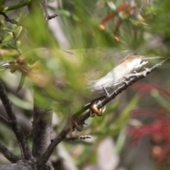 Myzomela sanguinolenta at Michelago, NSW - suppressed