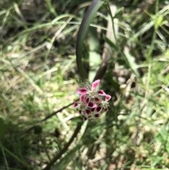 Silene gallica var. quinquevulnera (Five-wounded Catchfly) at Broulee Moruya Nature Observation Area - 15 Nov 2020 by MattFox