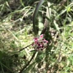 Silene gallica var. quinquevulnera (Five-wounded Catchfly) at Broulee, NSW - 15 Nov 2020 by MattFox