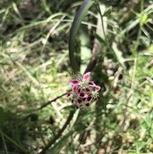 Silene gallica var. quinquevulnera at Broulee, NSW - 15 Nov 2020 01:27 PM