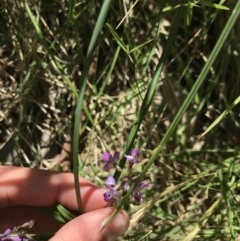 Glycine sp. at Broulee Moruya Nature Observation Area - 15 Nov 2020 by MattFox