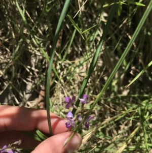 Glycine sp. at Broulee, NSW - 15 Nov 2020 01:27 PM