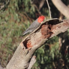 Callocephalon fimbriatum (Gang-gang Cockatoo) at O'Malley, ACT - 15 Nov 2020 by roymcd