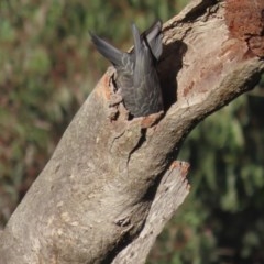 Callocephalon fimbriatum at O'Malley, ACT - suppressed