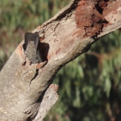 Callocephalon fimbriatum at O'Malley, ACT - 15 Nov 2020