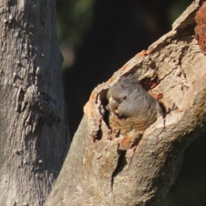 Callocephalon fimbriatum at O'Malley, ACT - 16 Nov 2020