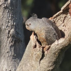 Callocephalon fimbriatum at O'Malley, ACT - 16 Nov 2020