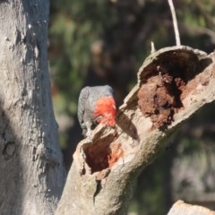 Callocephalon fimbriatum at O'Malley, ACT - 16 Nov 2020