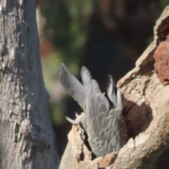 Callocephalon fimbriatum at O'Malley, ACT - suppressed