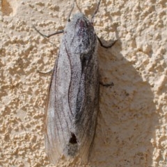 Endoxyla cinereus (Giant Wood Moth) at Ngunnawal, ACT - 15 Nov 2020 by sonja