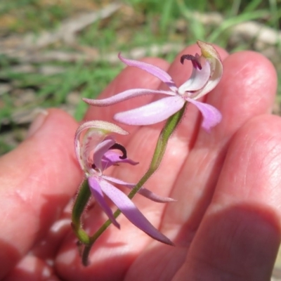 Caladenia congesta (Pink Caps) at Lower Cotter Catchment - 14 Nov 2020 by Christine