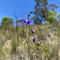 Dianella revoluta var. revoluta (Black-Anther Flax Lily) at Lower Cotter Catchment - 15 Nov 2020 by johnwhoughton