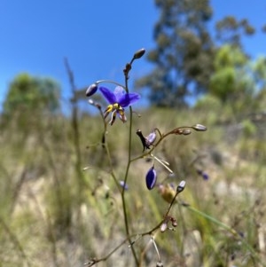 Dianella revoluta var. revoluta at Cotter River, ACT - suppressed