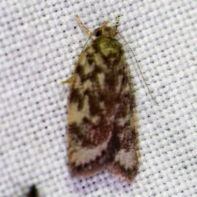 Garrha phoenopis (Garrha phoenopis) at Goorooyarroo NR (ACT) - 6 Nov 2020 by ibaird