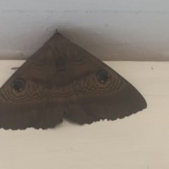 Dasypodia selenophora (Southern old lady moth) at Aranda, ACT - 14 Nov 2020 by Jubeyjubes