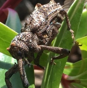 Orthorhinus cylindrirostris at Aranda, ACT - 11 Nov 2020